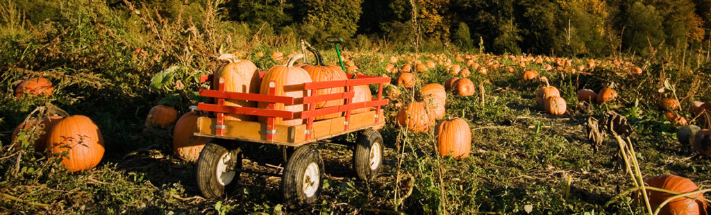 3 of the Best Pumpkin Patches in Simcoe County