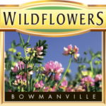 Wildflowers